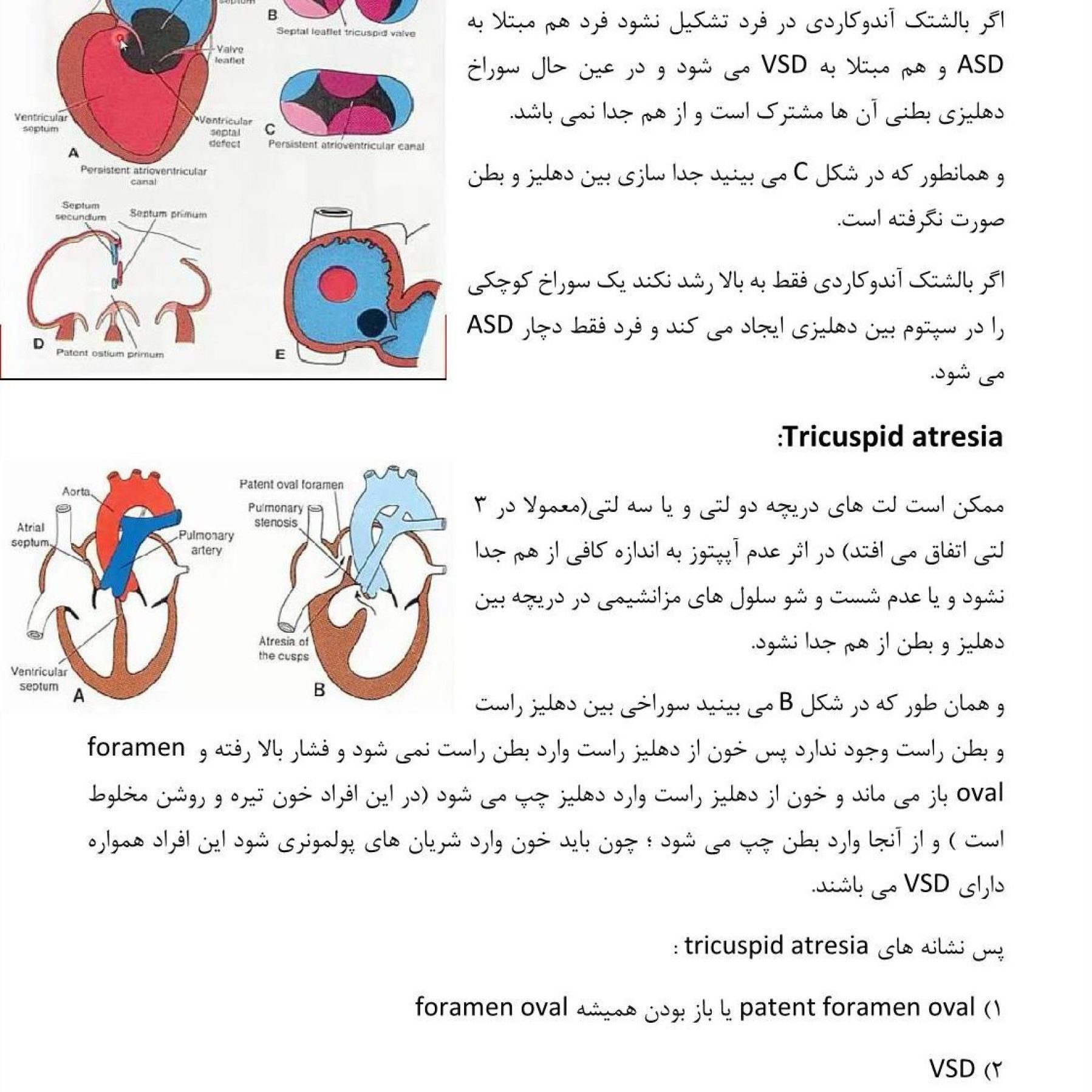جزوه جنین شناسی